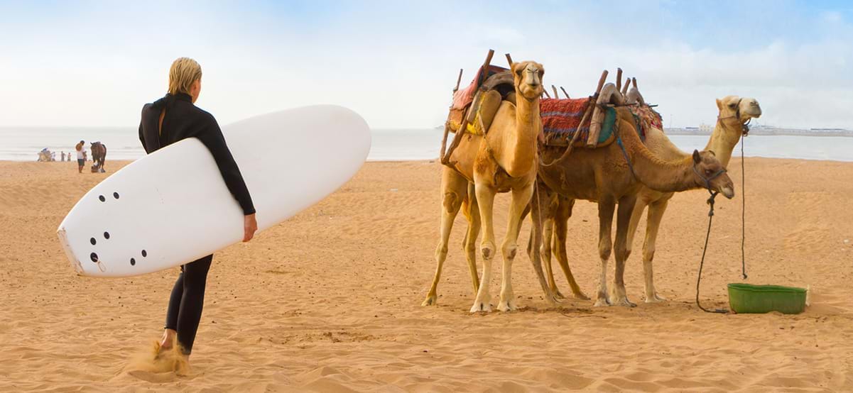Surfer on the sand beach next to camels, Essauria, Morocco, Africa