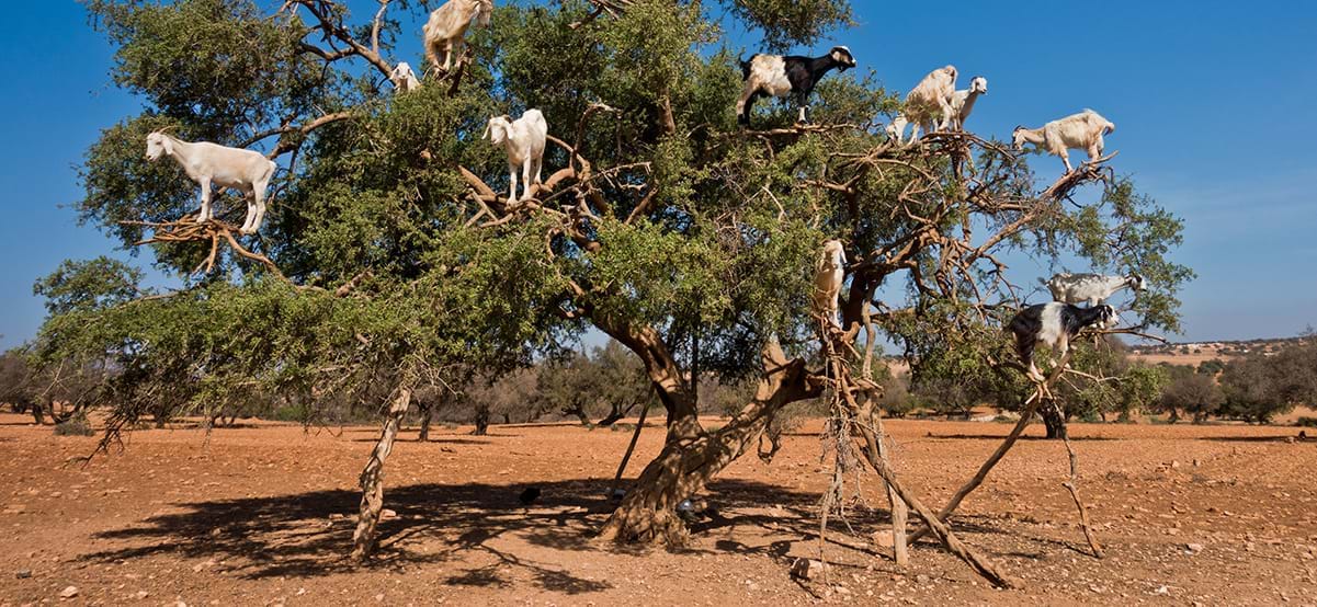 View of goats in Argan tree, luxury destination Essaouria, Morocco, Africa