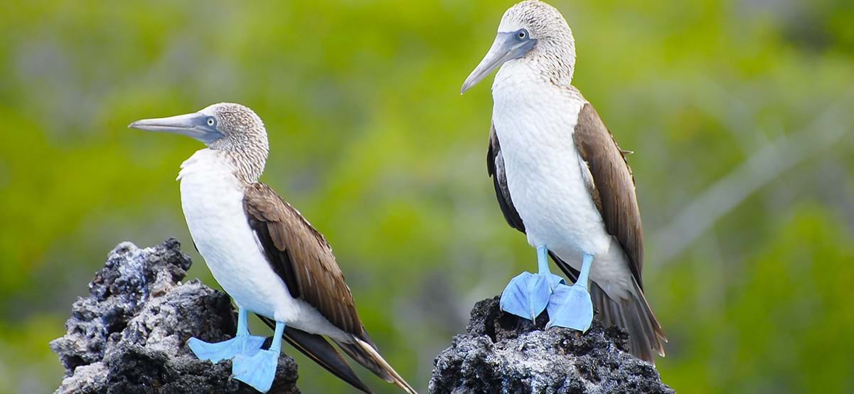 View of blue-footed booby birds during luxury family vacation in the Galapagos, Ecuador