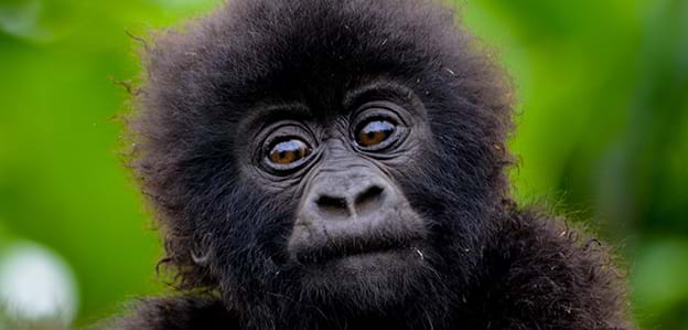 Cute baby gorilla from luxury African safari