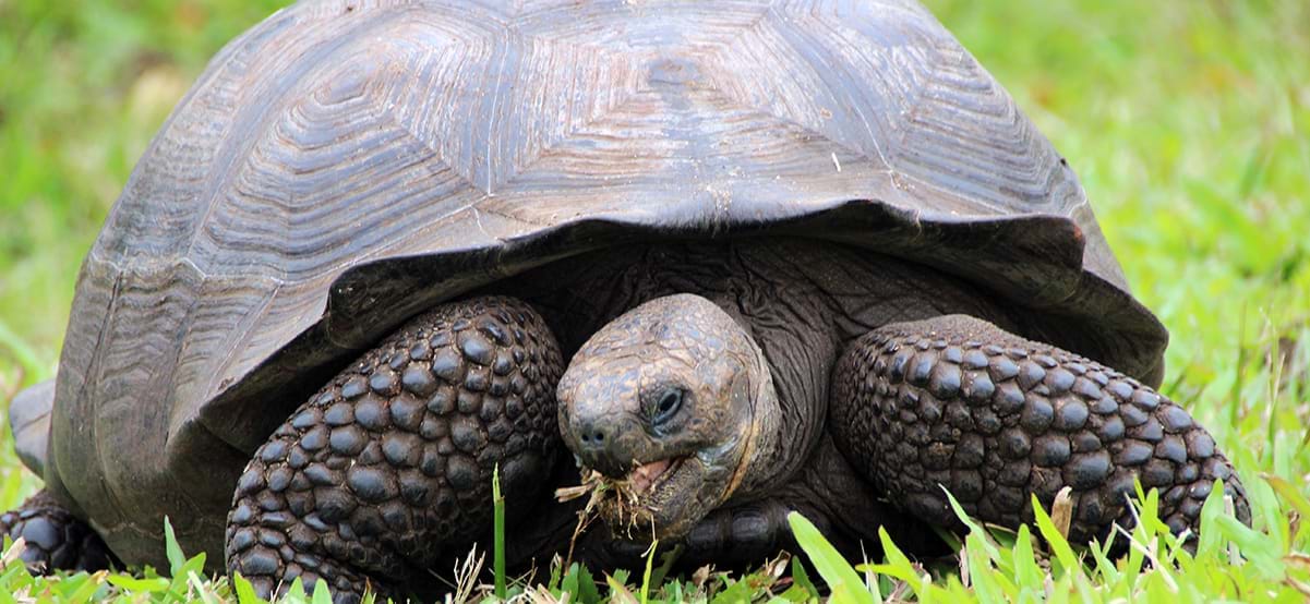 View of giant tortoise eating grass during luxury family vacation in the Galapagos Ecuador