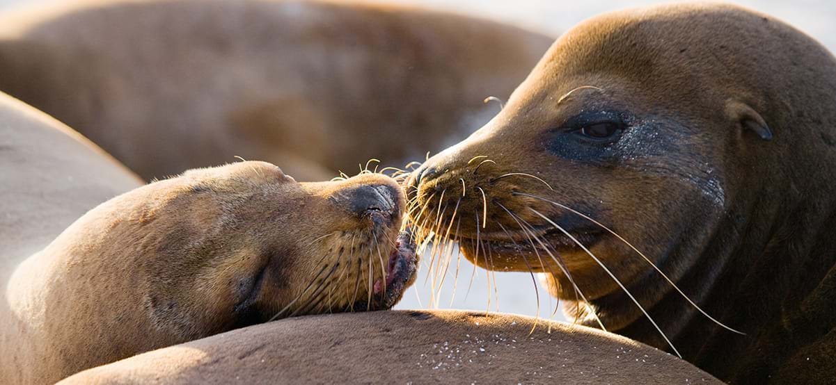 View of Sea Lions during luxury family vacation in the Galapagos Islands, Ecuador