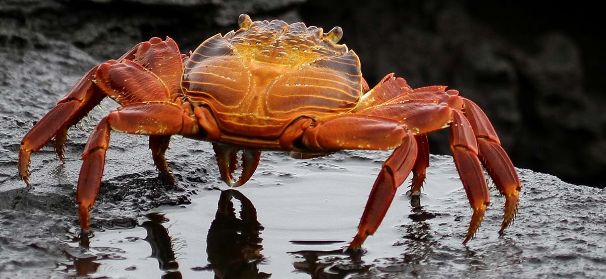 View of sally lightfoot crab during luxury family vacation to the Galapagos Islands, Ecuador