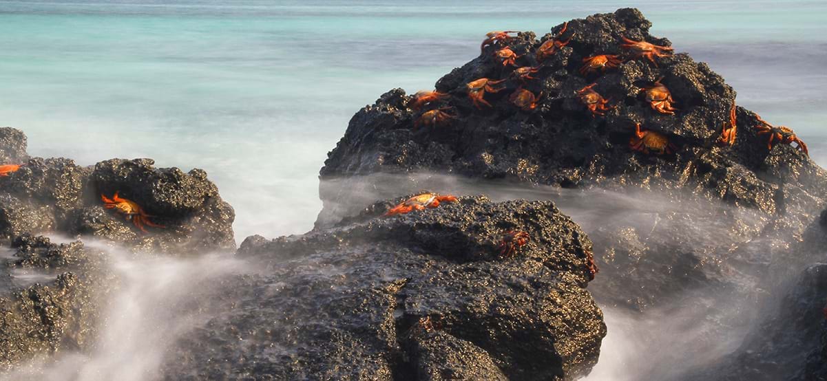 View of light foot crab volcanic rock during luxury family vacation to the Galapagos Islands, Ecuador