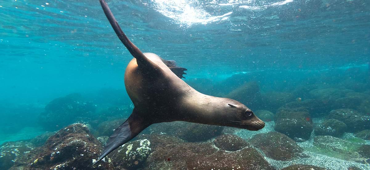 A playful sea lion in the waters off the Galapagos Islands, Ecuador