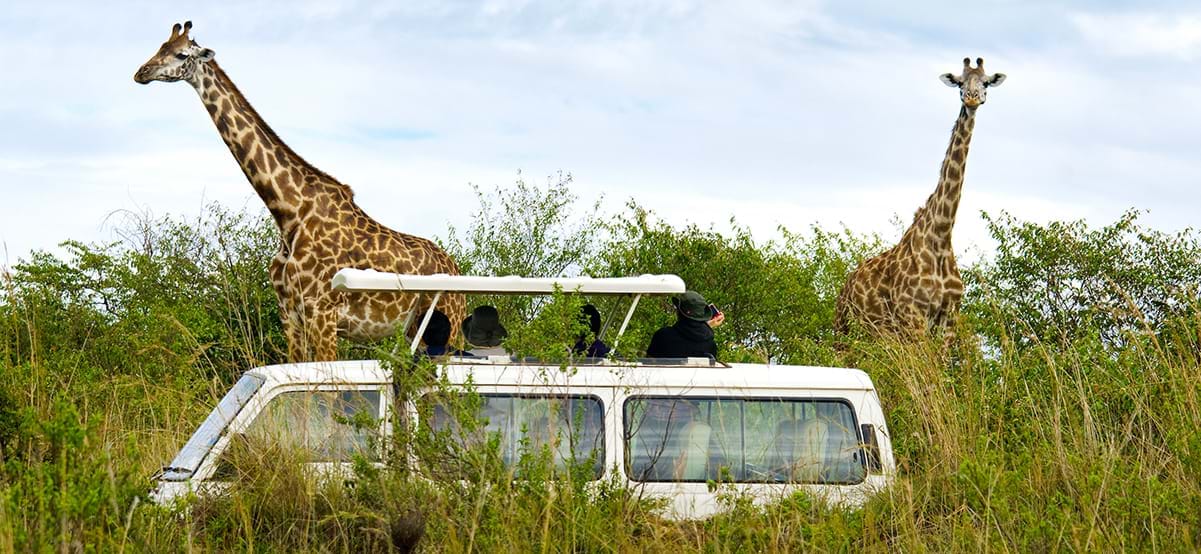 Tourists on safari take pictures of giraffes in Masai Mara National Park, Kenya, Africa