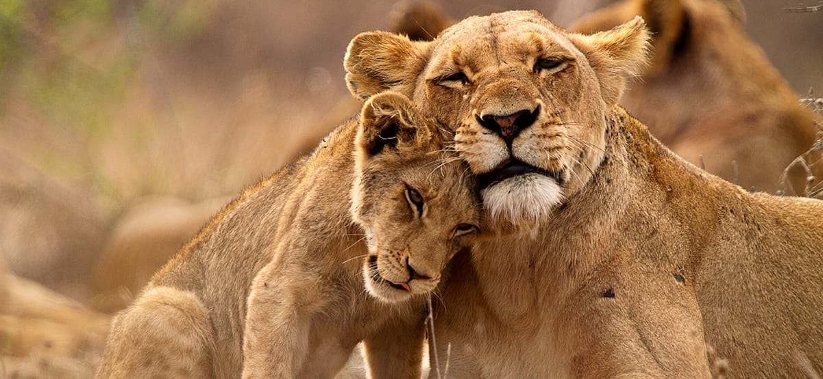 Lion and cub, Kruger National Park, South Africa