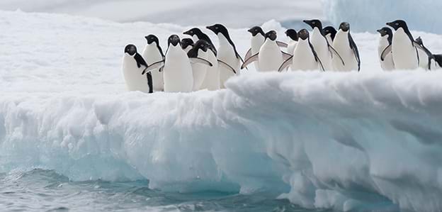 Group of Adelie penguins in Antarctica