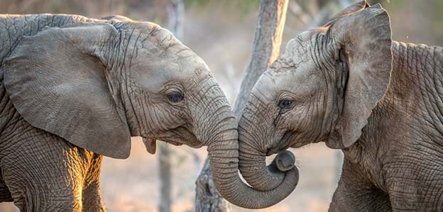 Two elephants with entwined trunks seen on luxury African safari