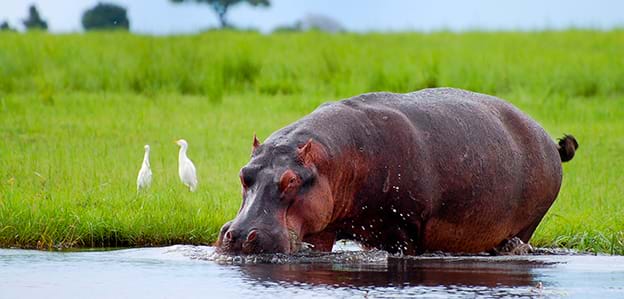 Hippo seen drinking water in a pond on luxury African safari
