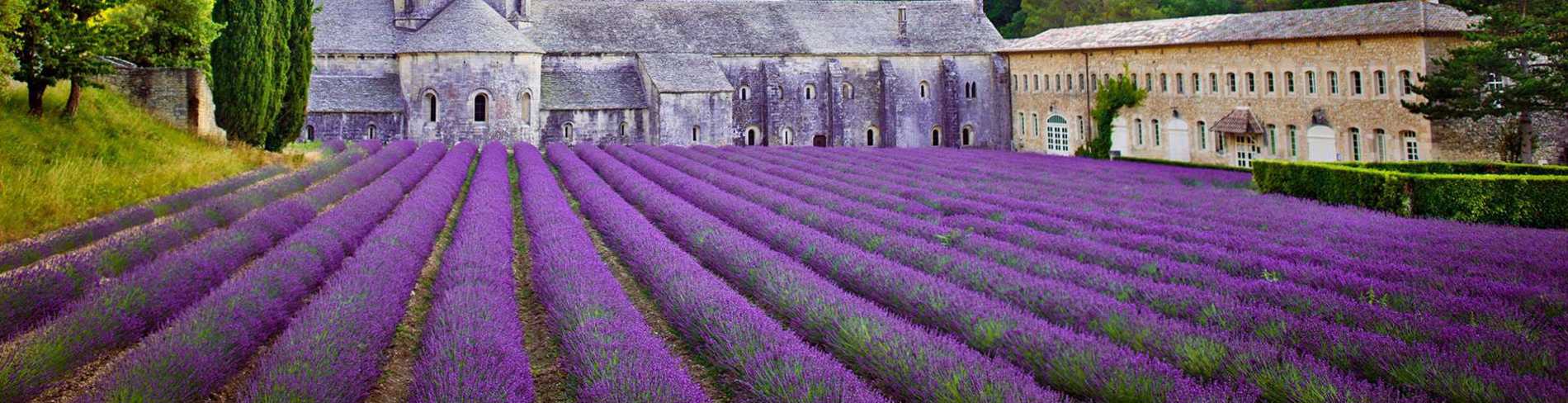 Beautiful field of purple flowers in front of luxury travel destination Senanque Abbey Provence France