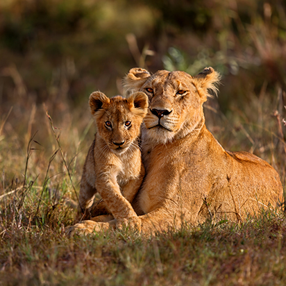 Lion and cub, Kruger National Park, South Africa