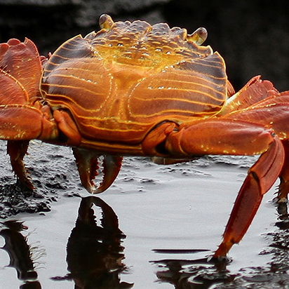 Sally Lightfood crab, Galapagos, Ecuador