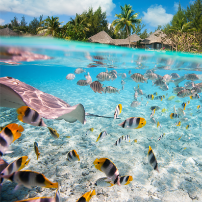 View of fish swimming in the ocean during luxury sustainability vacation in Bora Bora